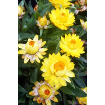 Occasion Daisy Flower